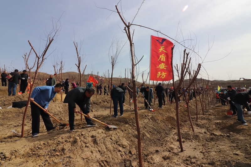 新疆天盾安防股份有限公司积极参加义务植树活动