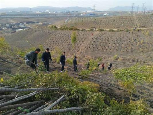 乌鲁木齐互利安康保安服务有限责任公司圆满完成秋季植树任务