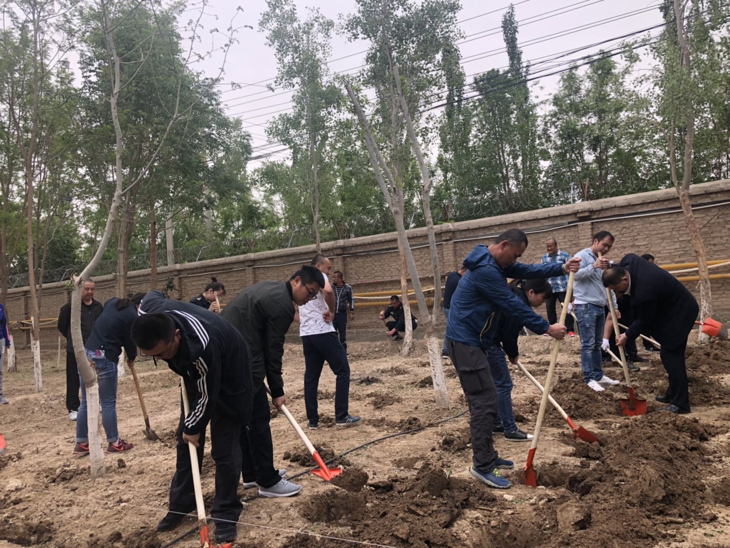 新疆阿帕奇公司开展义务植树活动