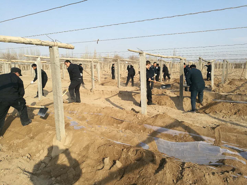 吐鲁番金剑吐哈保安服务有限责任公司积极帮助困难员工葡萄开墩